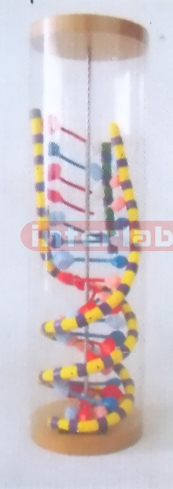 DELUXE DNA-MODEL